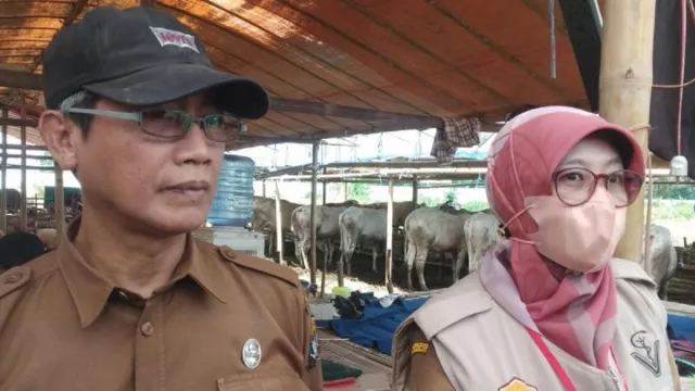 DKPPP Kota Serang Pastikan Hewan Ternak untuk Idul Adha Bebas PMK - GenPI.co BANTEN