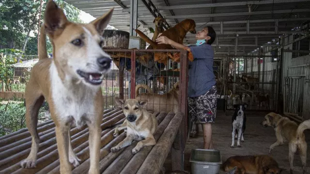 Diserang Anjing Peliharaan, Anak Perempuan di Tangerang Kondisinya Ya Tuhan - GenPI.co BANTEN