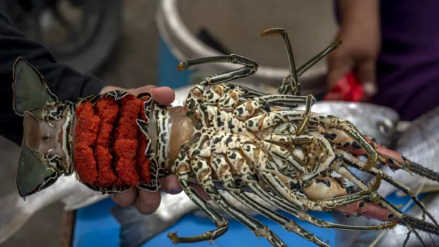 Dari Lobster Bisa Untung Banyak, Nelayan di Lebak Diminta Lakukan Ini - GenPI.co BANTEN