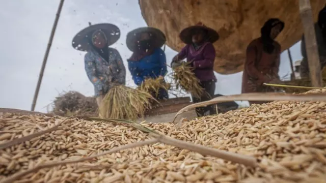 Triwulan I 2023, Produksi Padi di Banten Capai 554.609 Ton - GenPI.co BANTEN