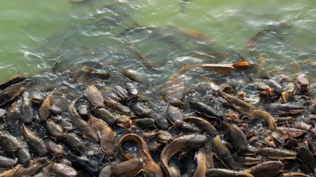 Ikan Lele Punya 5 Manfaat Super, Pantas Digemari Masyarakat - GenPI.co BANTEN