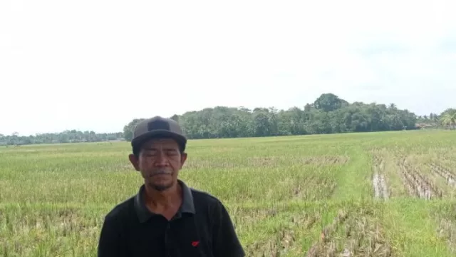 Pompa Air Rusak, Petani di Lebak Tak Bisa Tanam Padi Saat Kemarau - GenPI.co BANTEN
