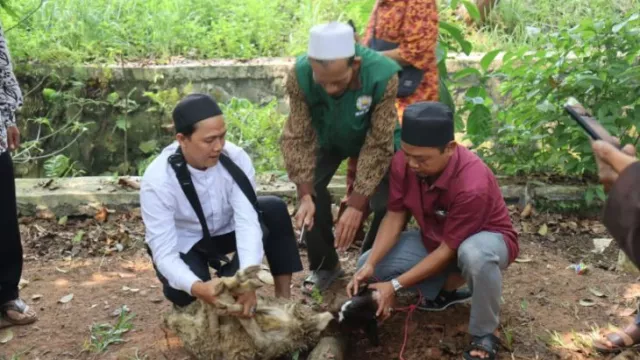 DKP Tangerang: Hewan Kurban Harus Penuhi Kriteria ASUH - GenPI.co BANTEN