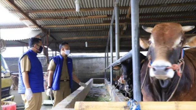 Pemkot Tangerang Prediksi Penjualan Hewan Kurban Meningkat Tahun Ini - GenPI.co BANTEN