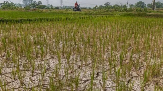 BPBD Tangerang: Lahan Pertanian yang Alami Kekeringan Bertambah - GenPI.co BANTEN