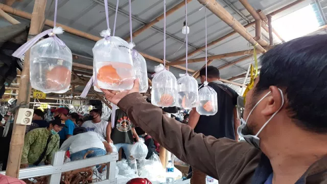 Pasar Ikan Hias Parung, Murah dan Banyak Pilihan  - GenPI.co