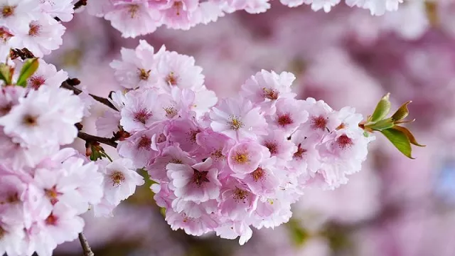 Cantiknya Bunga Sakura Tumbuh di Kebun Raya Cibodas - GenPI.co