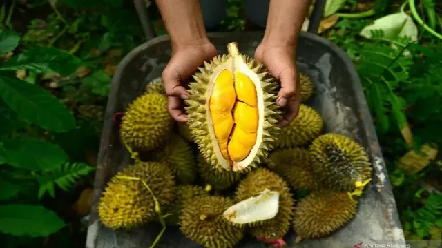 Bolehkah Makan Durian Bersama Manggis? - GenPI.co