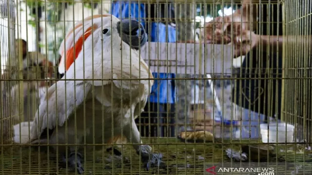 Puluhan Burung Langka Diselundupkan Pakai Mobil Truk - GenPI.co