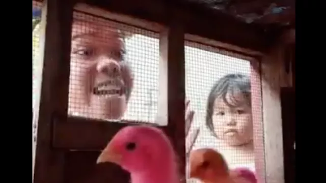 Video Lucu Pria Marahi Ayam-Ayamnya Agar Tak ke Rumah Tetangga - GenPI.co