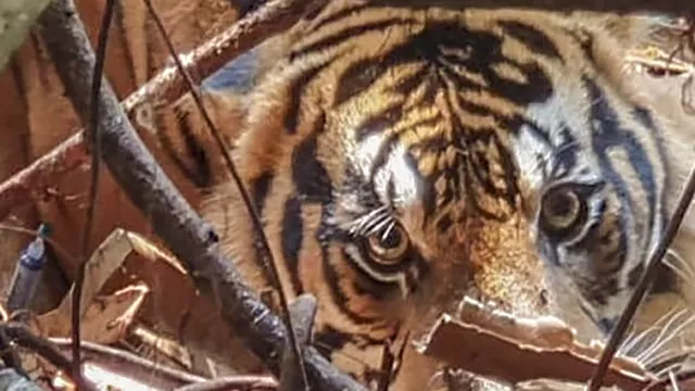 Ini Kronologi Harimau Sumatra Terkam Warga di Inhil Riau - GenPI.co
