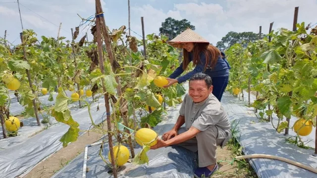 Libur Waktu yang Tepat Berburu Agrowisata Kebun Melon Emas - GenPI.co