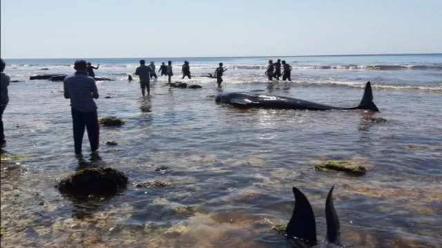 17 Ekor Paus Terdampar di Laut NTT, Fenomena Apakah? - GenPI.co