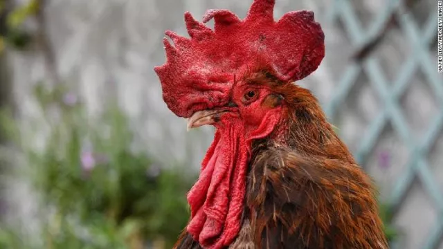 Terjadi, Emak-Emak Berantem Sebab Ayam Rusak Kebun Tetangga - GenPI.co