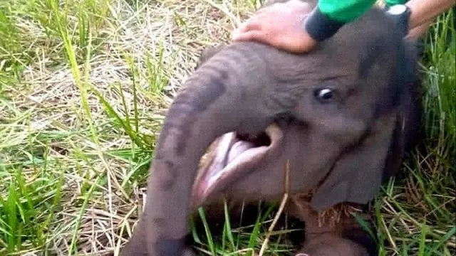 Mengintip Usaha Petugas BBKSDA Riau Selamatkan Gajah Terluka - GenPI.co