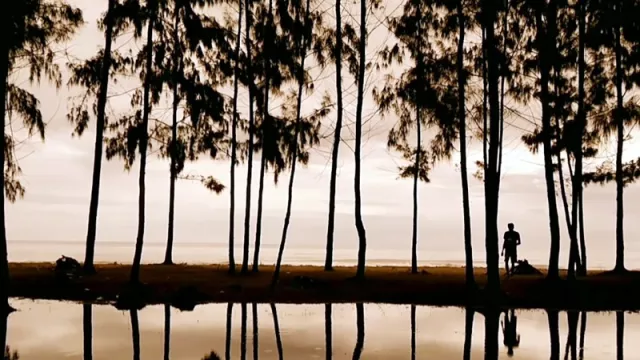 Nikmati Pesona Pantai Gumumae Maluku dengan Jejeran Pohon Kasuari - GenPI.co