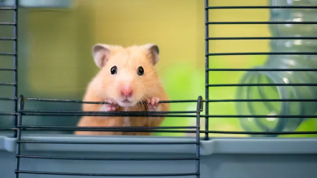 Wajib Tahu! 5 Cara Merawat Hamster Bagi Pemula - GenPI.co