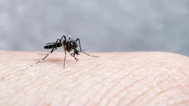 Nyamuk Aedes Aegypti Doyan Bau Badan Manusia - GenPI.co