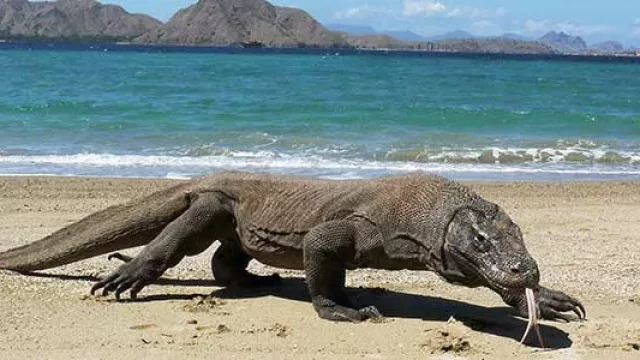 Dibuka Kembali, Pulau Komodo Segera Berbenah, Wisman Senang - GenPI.co