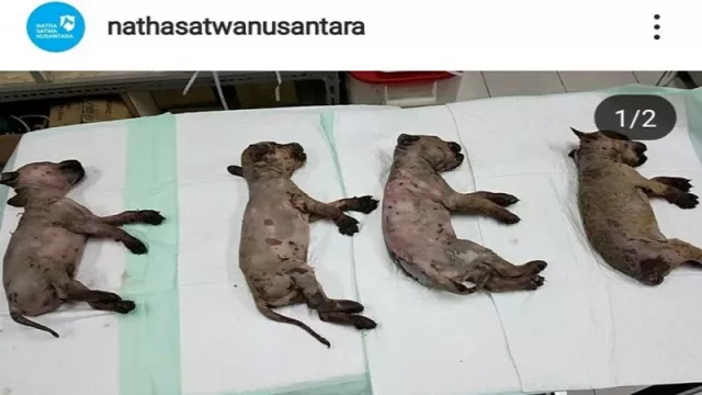 6 Ekor Anjing Disiram Air Panas, Pelakunya Dilaporkan Polisi - GenPI.co