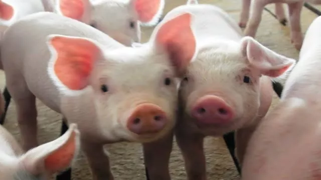 Hubungan Dagang AS-China Mesra Lagi, Kembali Nego Soal Babi  - GenPI.co