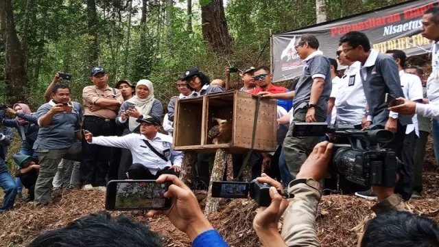 Populasi Elang Jawa di Gunung Ijen Menurun Drastis - GenPI.co