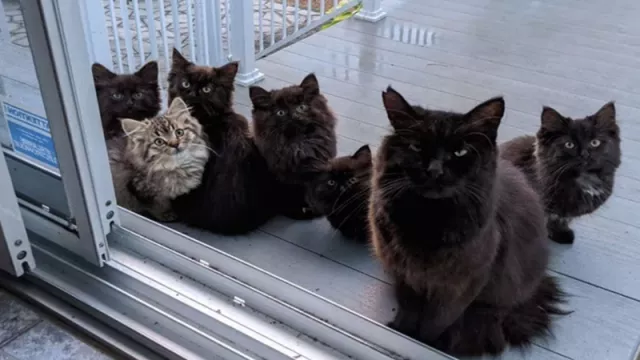 Terharu! Kucing dan 6 Anaknya Minta Bantuan pada Wanita Baik Ini - GenPI.co