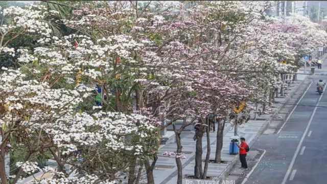 Mengenal Tabebuya, Sakura Surabaya di Hari Pohon Sedunia - GenPI.co