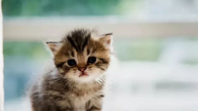 Agar Tak Dibuang Mama, Anak Ini Kasih Nama Tupperware Buat Kucing - GenPI.co