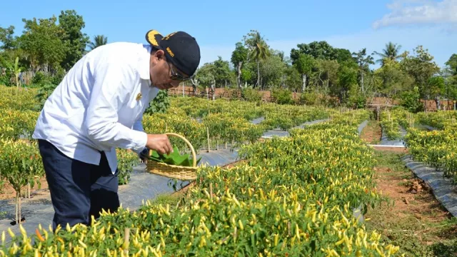 Petik Cabai di Panen Raya, Bupati Bone Bolango Belajar Kesabaran - GenPI.co