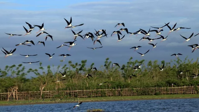 Pegiat Lingkungan Lakukan Ini di Festival Burung Migran 2019 - GenPI.co