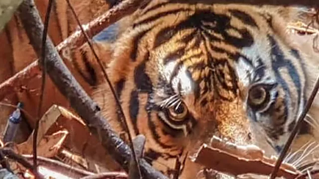 Hutan Makin Gundul di Indragiri Hilir-Riau, Harimau Terkam Warga - GenPI.co