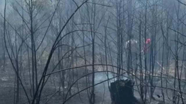 Ulah Warga, Kebakaran Hutan dan Lahan Meluas di Bintan-Kepri - GenPI.co