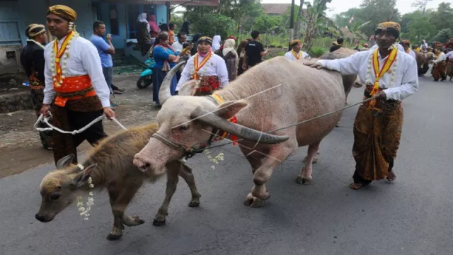 Sambut 1 Muharam, Malam Ini Kirab Kebo Bule di Kota Surakarta - GenPI.co