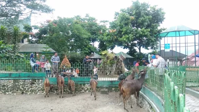 Mau Tahu Detail Hewan di Kebun Binatang Bukittinggi, Scan Aja! - GenPI.co