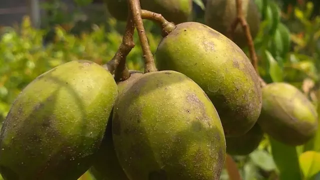 Buah Favorit Emak-emak, Manfaatnya Sungguh Mencengangkan - GenPI.co