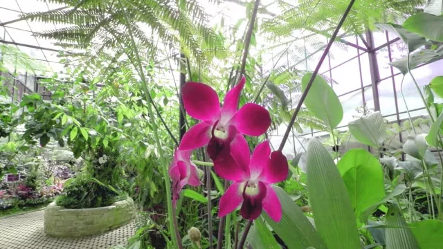 Melihat Anggrek Langka di Wisata Bandung Orchid Forest Cikole - GenPI.co