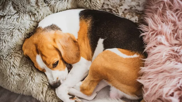 Di Korut, Anjing Peliharaan Disita untuk Jadi Daging di Restoran - GenPI.co