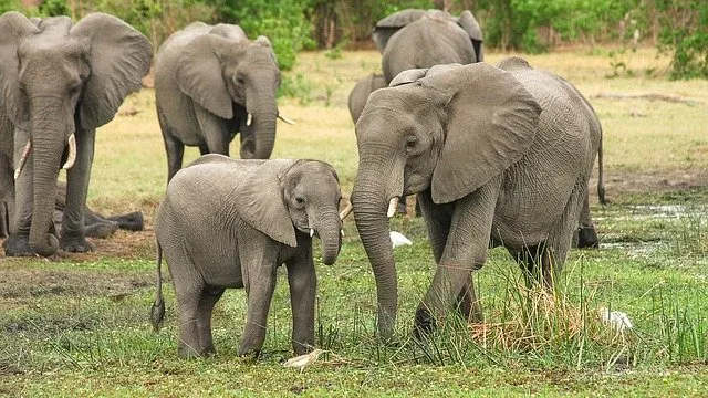 Mengerikan, Ratusan Gajah Mati Misterius - GenPI.co