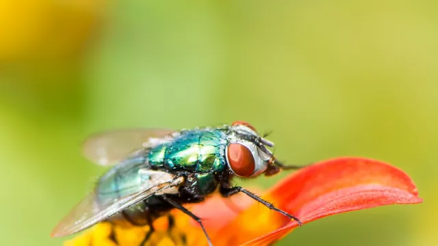 Tanpa Bahan Kimia, ini Cara Alami Memerangi Lalat! Dijamin Ampuh - GenPI.co