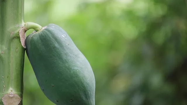 Jerawat Hingga Tumit Pecah Lenyap dengan Getah Pepaya - GenPI.co