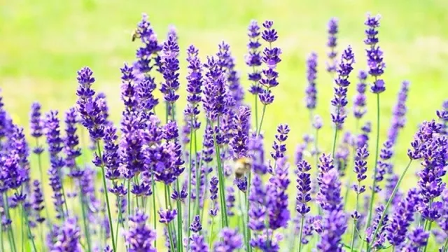 Nyesel Baru Tahu Minyak Lavender Ampuh Atasi Masalah Kulit Kepala - GenPI.co