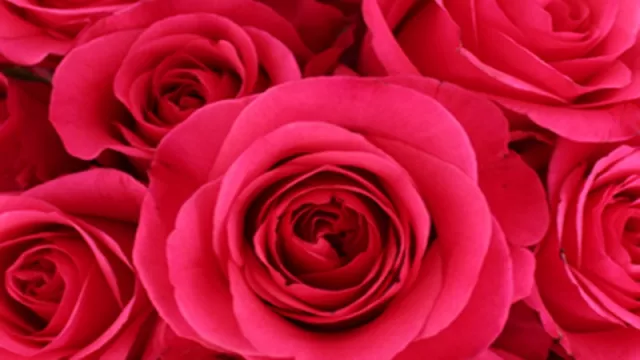 Bunga Valentine, Cari di Surga Kembang Pasar Rawa Belong Saja! - GenPI.co