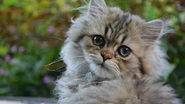 Deretan Jenis Kucing Persia yang Sering Diincar Para Pembeli - GenPI.co