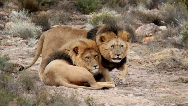 Hati-hati, 7 Ekor Singa Kabur dari Taman Safari saat Lockdown - GenPI.co