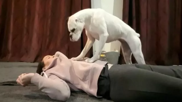 Wanita Ini Ajari Anjing Boxernya Lakukan CPR - GenPI.co