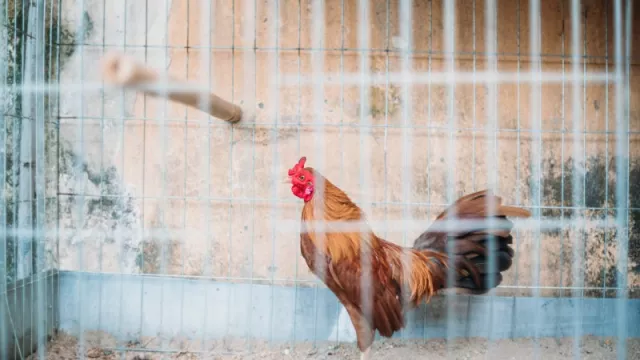 Tak Kalah Sehat, Ayam Kampung punya Khasiat yang Luar Biasa - GenPI.co