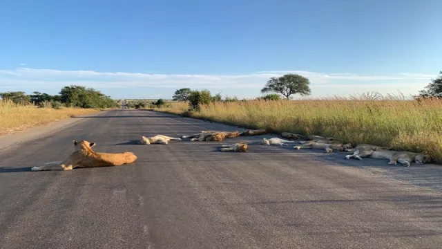 Afrika Selatan Lockdown, Puluhan Singa Tidur di Jalan - GenPI.co