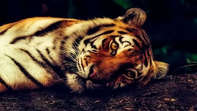 Ngakak Banget! Ada Harimau Lepas, Mau Ditangkap Ternyata Patung - GenPI.co