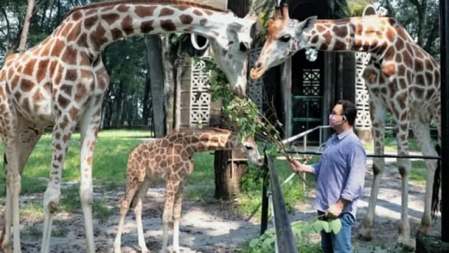 Anies Beri Nama Anak Jerapah di Ragunan Julang, Nih Maknanya! - GenPI.co